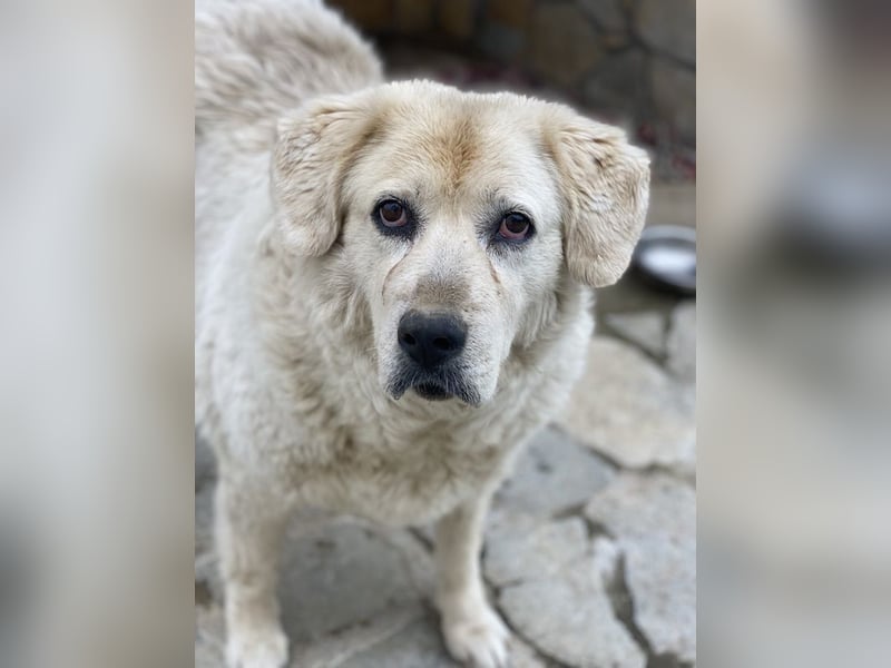 Lara, geb. ca. 05/2014, lebt in GRIECHENLAND, auf einer privaten Pflegestelle