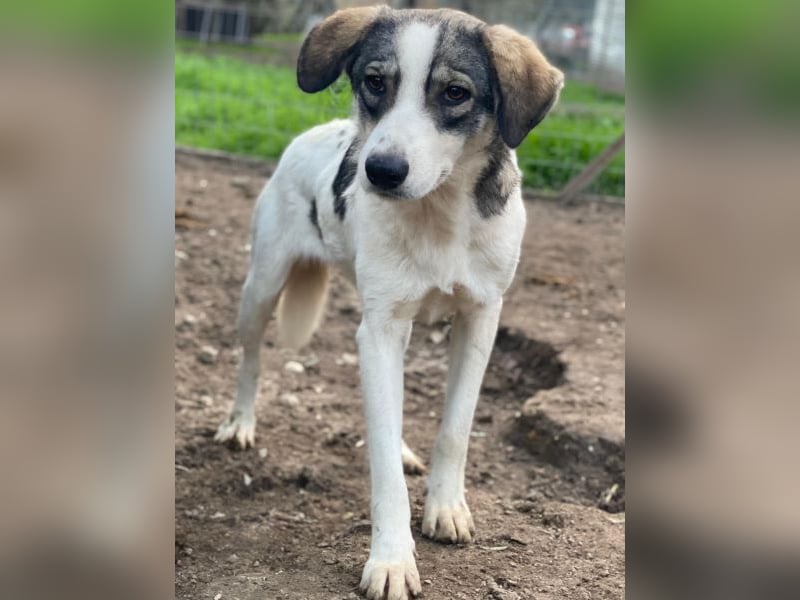 Kora, geb. ca. 05/2024, lebt in GRIECHENLAND, auf einer privaten Pflegestelle