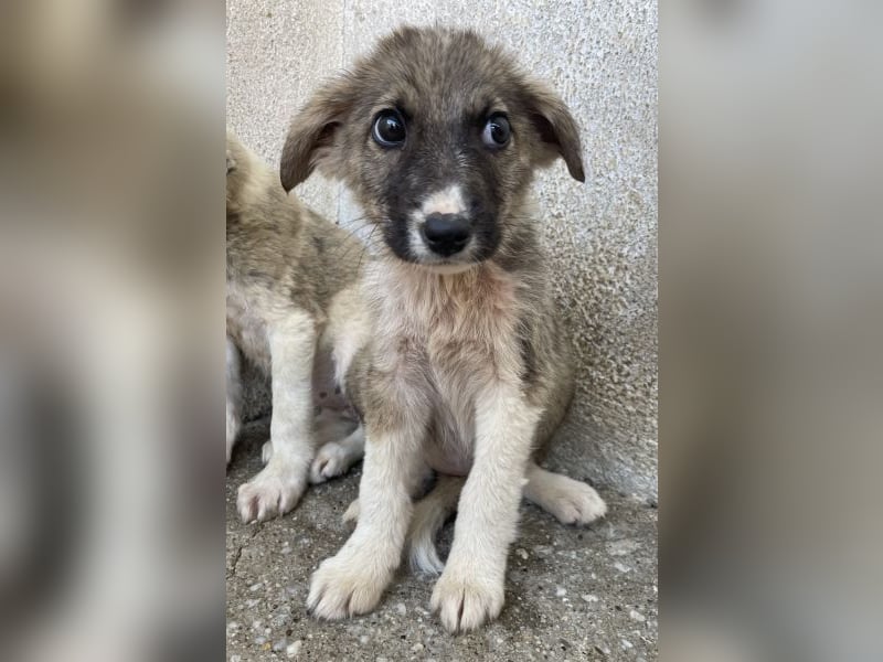 Karolina, geb. ca. 03/2026, lebt in GRIECHENLAND, im städt. Tierheim Serres