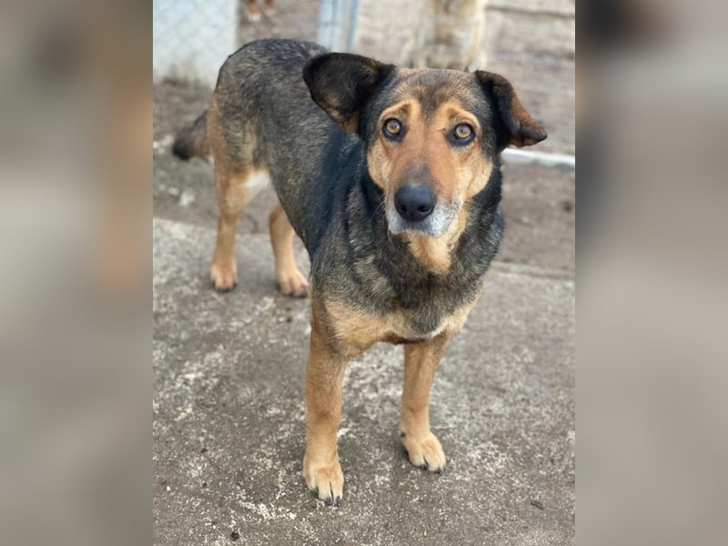 Violetta, geb. ca. 09/2018, lebt in GRIECHENLAND, im städt. Tierheim Serres