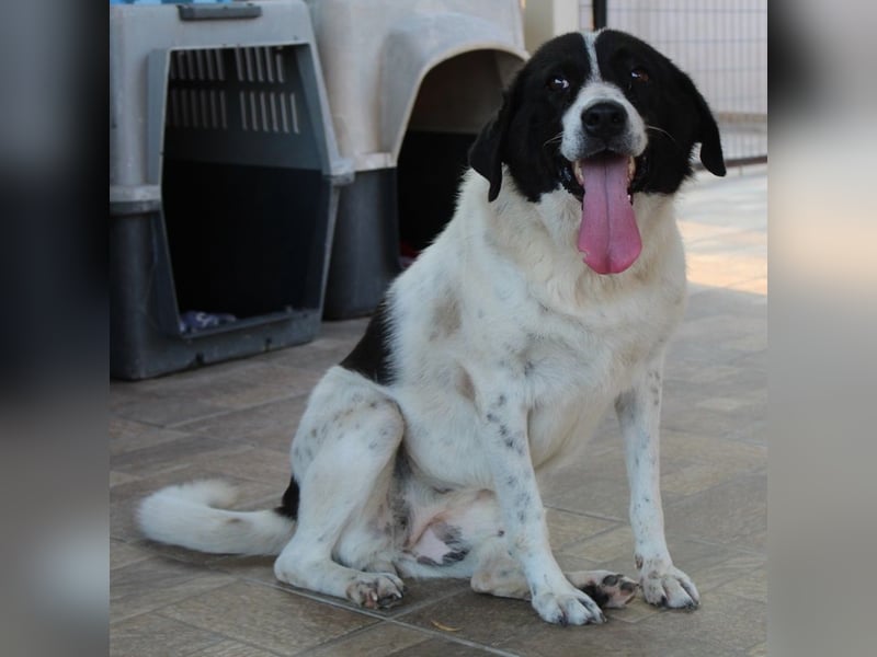 Mariel, geb. ca. 08/2016 , lebt in GRIECHENLAND, bei Kassiani in Serres