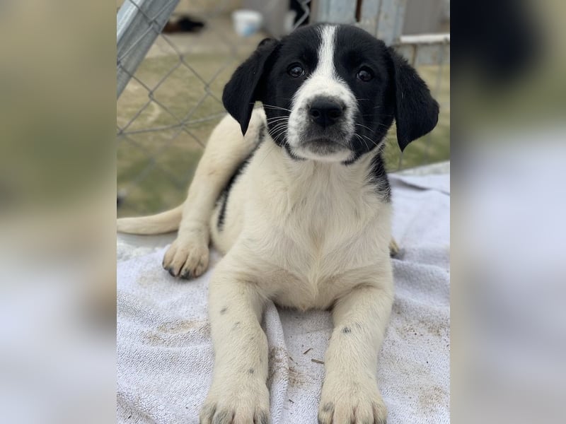 Fedra, geb. ca. 01/2024, lebt in GRIECHENLAND, im städt. Tierheim Serres