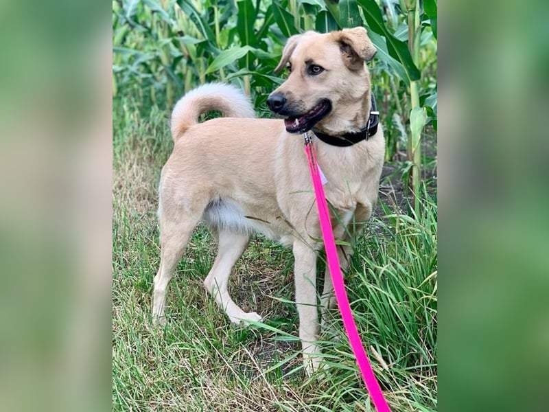 Fanta, geb. ca. 05/2017, lebt bei einer Familie in 48317 Drensteinfurt, Vermittlungshilfe