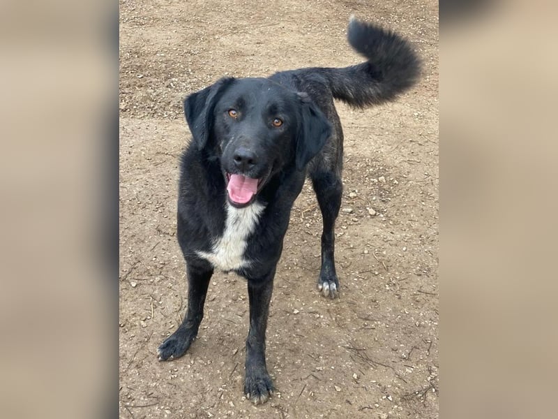 Panthera, geb. ca. 05/2023, lebt in GRIECHENLAND, auf einer privaten Pflegestelle