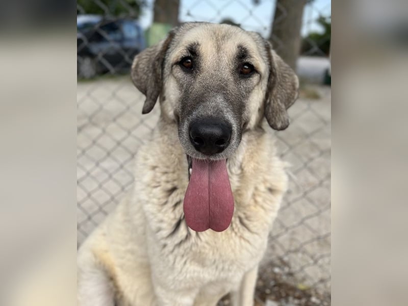Little Pumpkin, geb. ca. 11/2021, lebt in GRIECHENLAND, im städt. Tierheim Serres