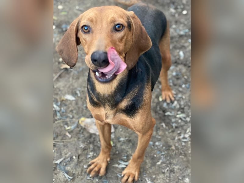 Ted, geb. ca. 01/2023, lebt in GRIECHENLAND, auf einer privaten Pflegestelle