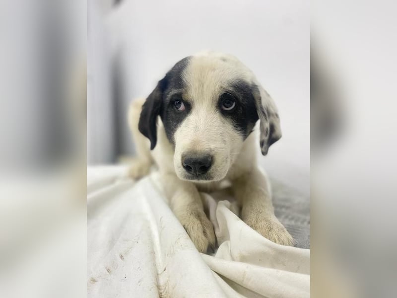 Sunshine, geb. ca. 11/2022, lebt in GRIECHENLAND, im städt. Tierheim Serres