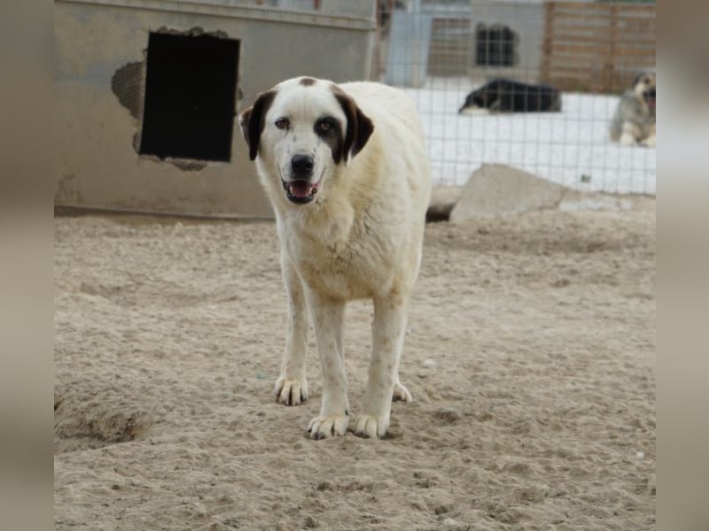 Benda, geb. ca. 06/2023, lebt in GRIECHENLAND, im städt. Tierheim Serres