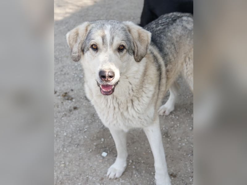 Lykos, geb. ca. 12/2023, lebt in GRIECHENLAND, im städt. Tierheim Serres