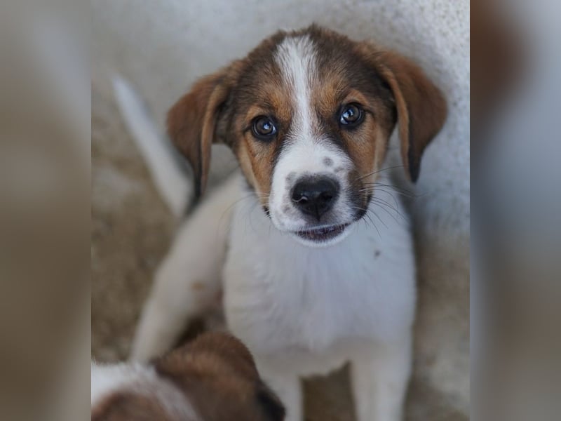 Florin, geb. ca. 05/2025, lebt in GRIECHENLAND, im städt. Tierheim Serres