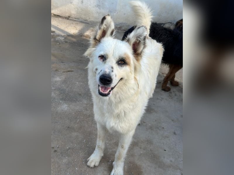 Hope, geb. ca. 03/2024, lebt in GRIECHENLAND, im städt. Tierheim Serres