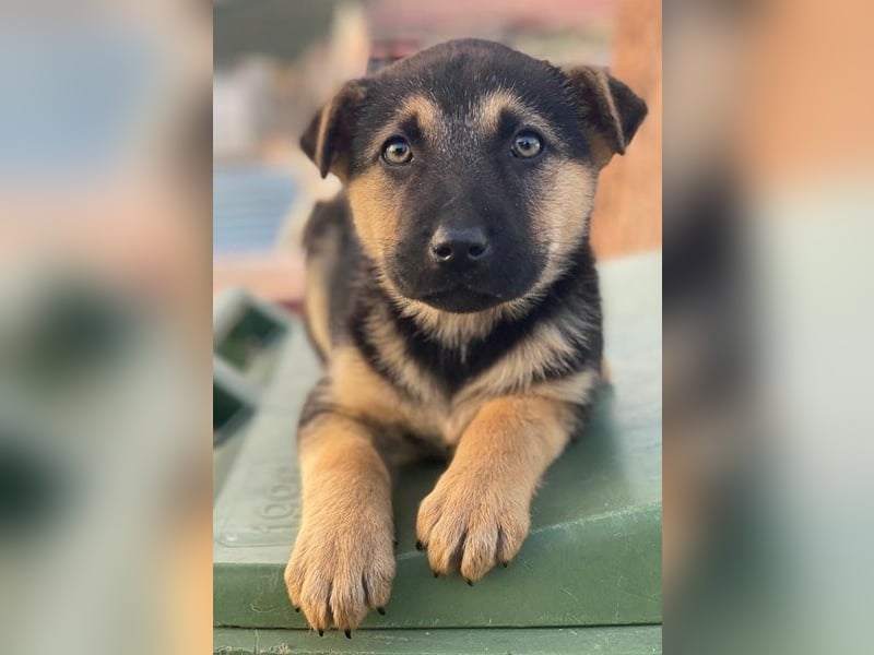 Heidi, geb. ca. 12/2025, lebt in GRIECHENLAND, auf einer privaten Pflegestelle