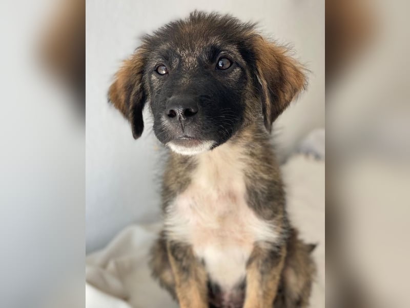 Moglito, geb. ca. 03/2025, lebt in GRIECHENLAND, im städt. Tierheim Serres