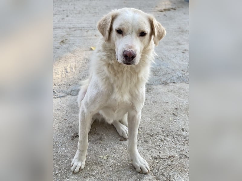 Miraz, geb. ca. 02/2023, lebt in GRIECHENLAND, im städt. Tierheim Serres