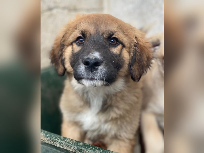 Mats, geb. ca. 12/2025, lebt in GRIECHENLAND, im städt. Tierheim Serres