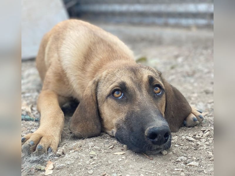 Katinka, geb. ca. 02/2025, lebt in GRIECHENLAND, im städt. Tierheim Serres