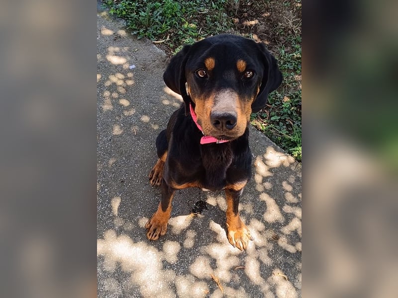 Zwölf, geb. ca. 10/2021, lebt in GRIECHENLAND, auf einer privaten Pflegestelle