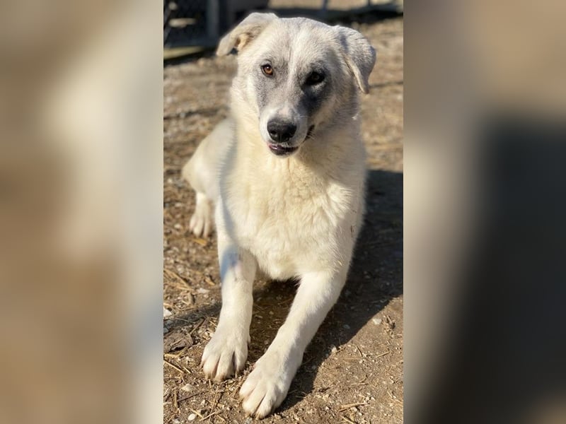 Charlina, geb. ca. 04/2021, lebt in GRIECHENLAND, im städt. Tierheim Serres