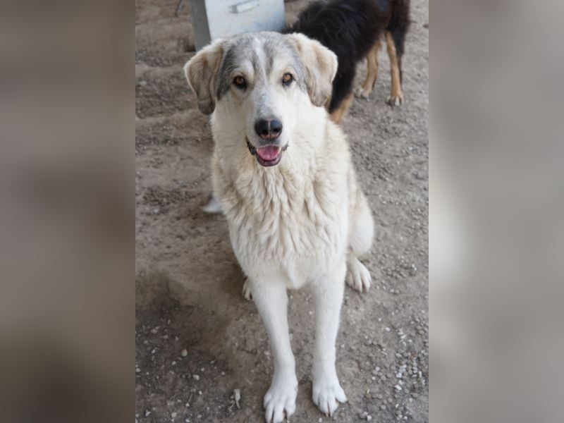 Lykos, geb. ca. 12/2023, lebt in GRIECHENLAND, im städt. Tierheim Serres