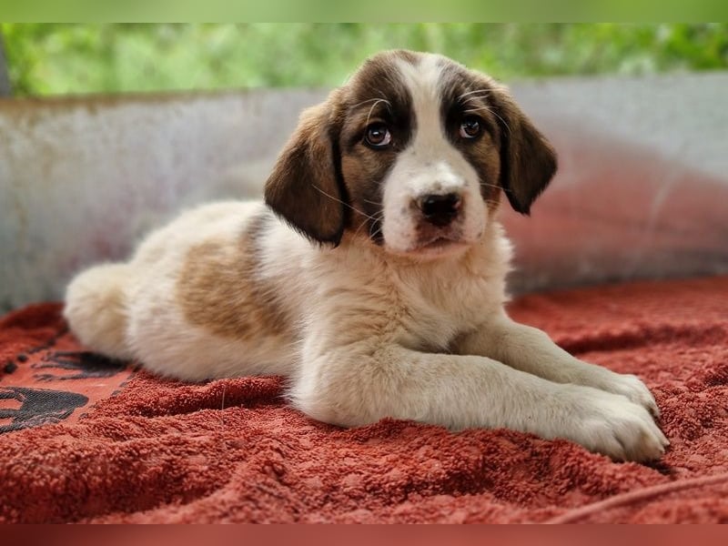 Willa, geb. ca. 01/2024, lebt in GRIECHENLAND, auf einer privaten Pflegestelle