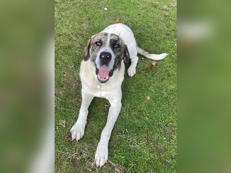 Pugsley, geb. ca. 11/2024, lebt in GRIECHENLAND, im städt. Tierheim Serres