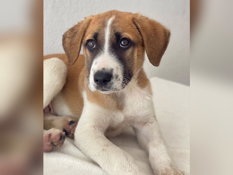 Juno, geb. 03/2025, lebt in GRIECHENLAND, im städt. Tierheim Serres