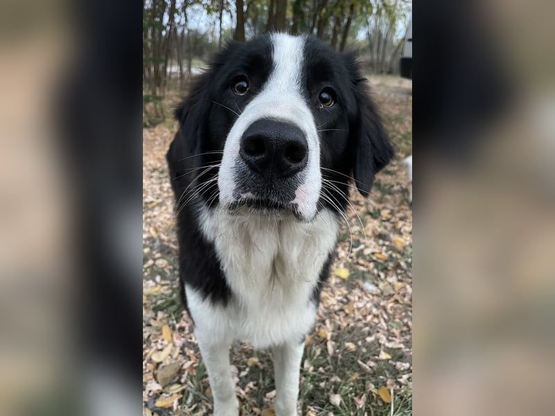 Sloan, geb. ca. 01/2022, lebt in GRIECHENLAND, auf einem Gelände, wird notdürftig versorgt