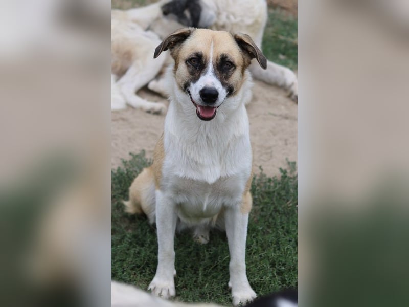 Jeanie, geb. ca. 05/2023, lebt in GRIECHENLAND, im städt. Tierheim Serres