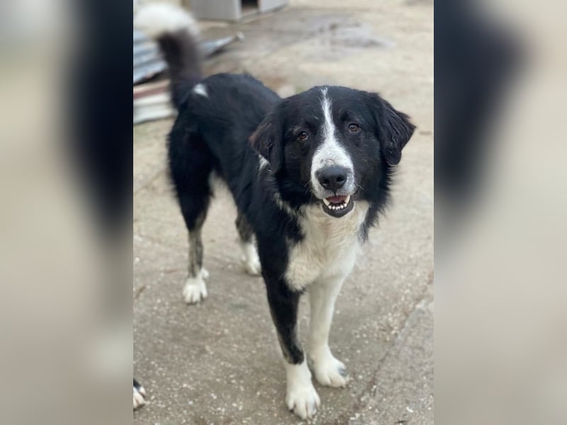 Quentin, geb. ca. 11/2022, lebt in GRIECHENLAND, im städt. Tierheim Serres