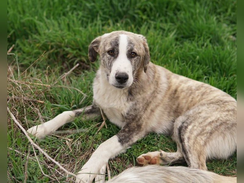 Xabi, geb. ca. 07/2023, lebt in GRIECHENLAND, auf einem Gelände, Hunde werden notdürftig versorgt
