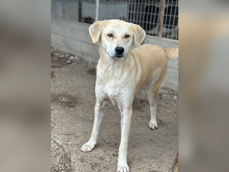 Shaggy, geb. ca. 04/2025, lebt in GRIECHENLAND, im städt. Tierheim Serres