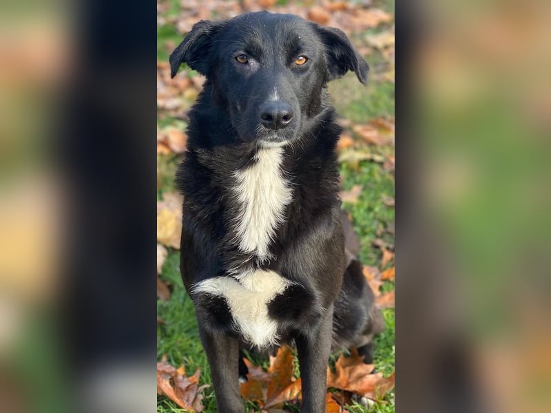 Glorietta, geb. ca. 07/2025, lebt in GRIECHENLAND, im städt. Tierheim Serres