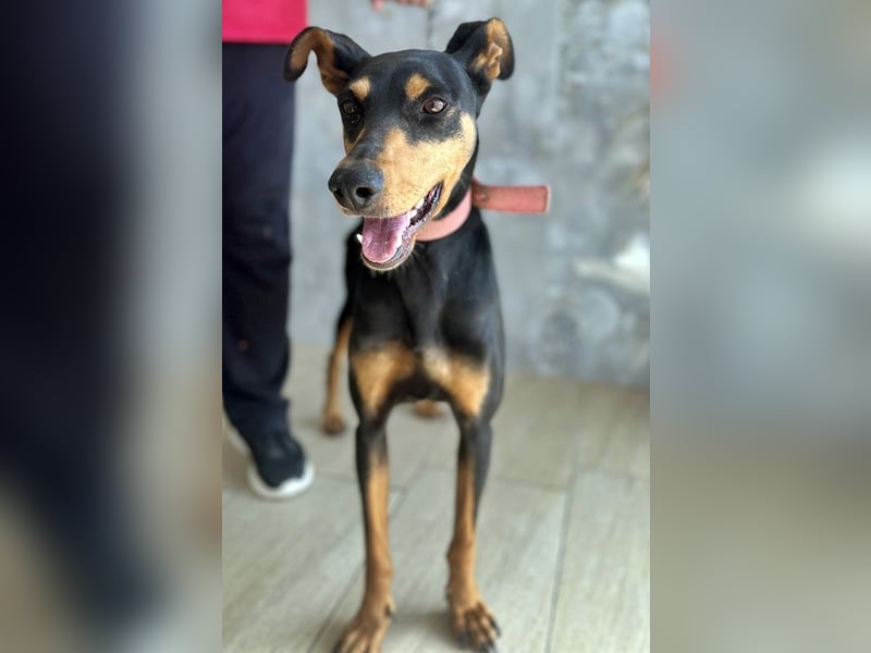 Rachel, geb. ca. 05/2020, lebt in GRIECHENLAND, auf einer privaten Pflegestelle