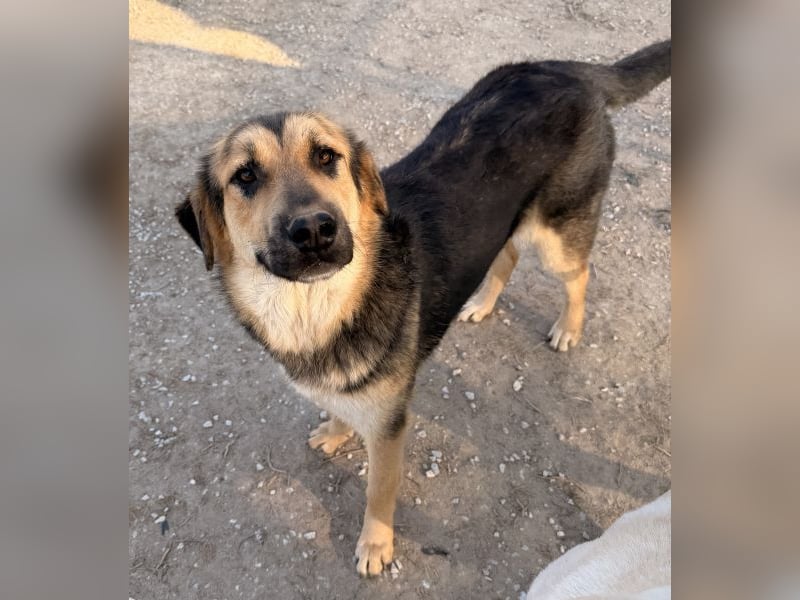 Elphaba, geb. ca. 07/2025, lebt in GRIECHENLAND, im städt. Tierheim Serres