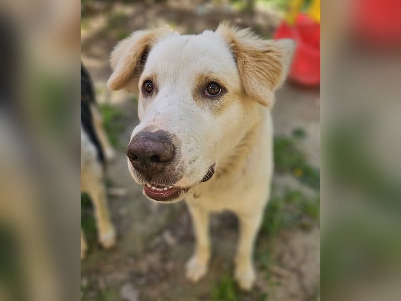 Malu, geb. ca. 07/2024, lebt in GRIECHENLAND, auf einer privaten Pflegestelle