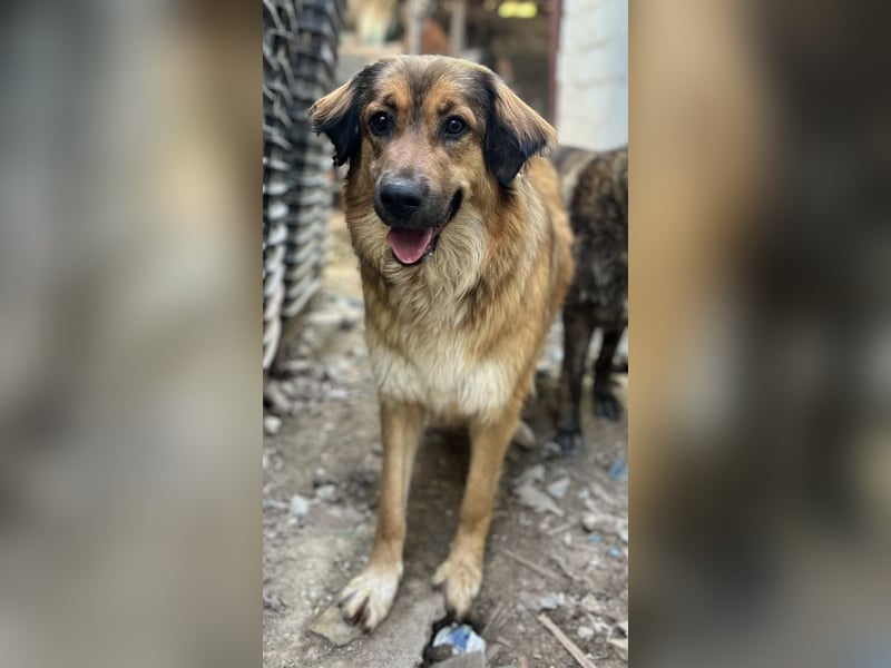 Melica, geb. ca. 09/2023, lebt in GRIECHENLAND, auf einer privaten Pflegestelle