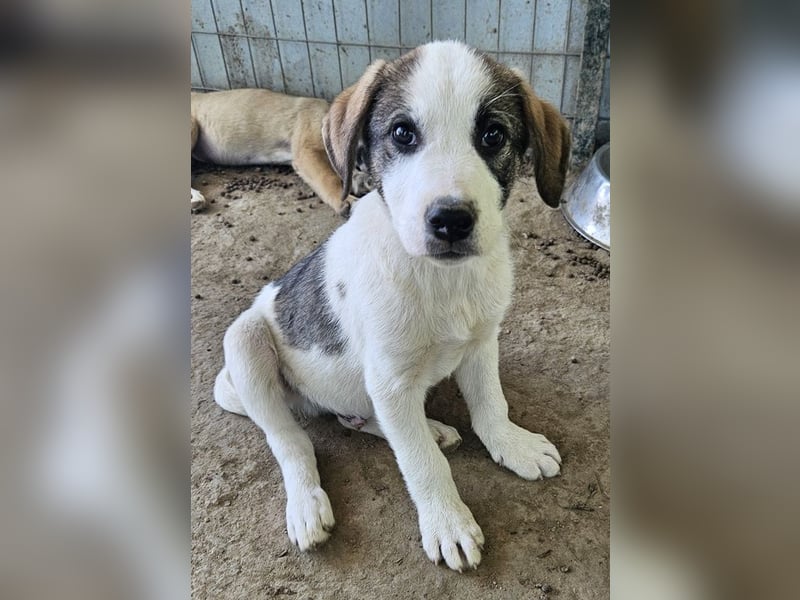 Zengo, geb. ca. 02/2025, lebt in GRIECHENLAND, auf einer privaten Pflegestelle