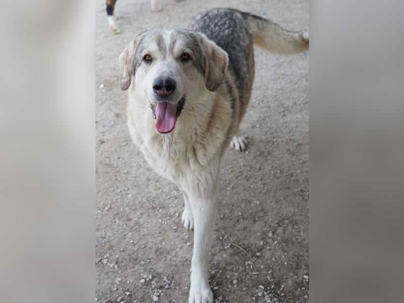 Lykos, geb. ca. 12/2023, lebt in GRIECHENLAND, im städt. Tierheim Serres