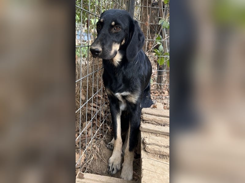 Blueberry, geb. ca. 06/2023, lebt in GRIECHENLAND, auf einer privaten Pflegestelle