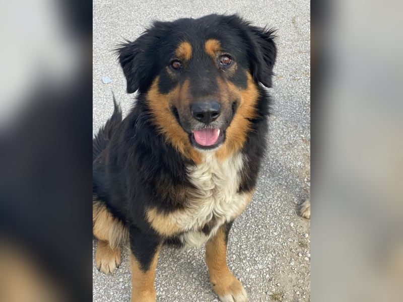 Sirius Black, geb. ca. 12/2023, lebt in GRIECHENLAND, im städt. Tierheim Serres