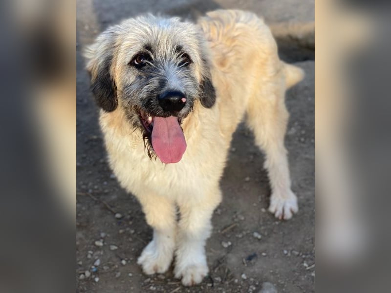 Taigo, geb. ca.09/2025, lebt in GRIECHENLAND, im städt. Tierheim Serres