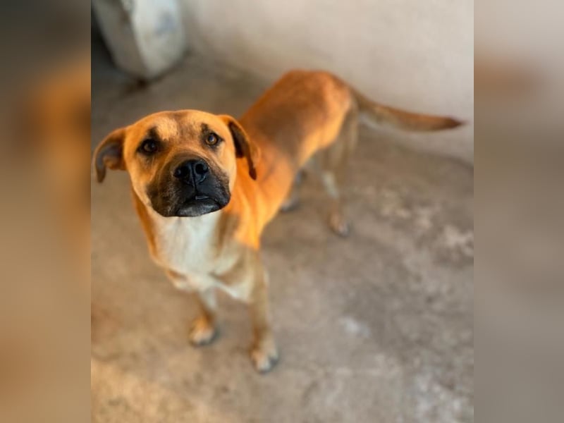 Jordan, geb. ca. 02/2022, lebt in GRIECHENLAND, im städt. Tierheim Serres