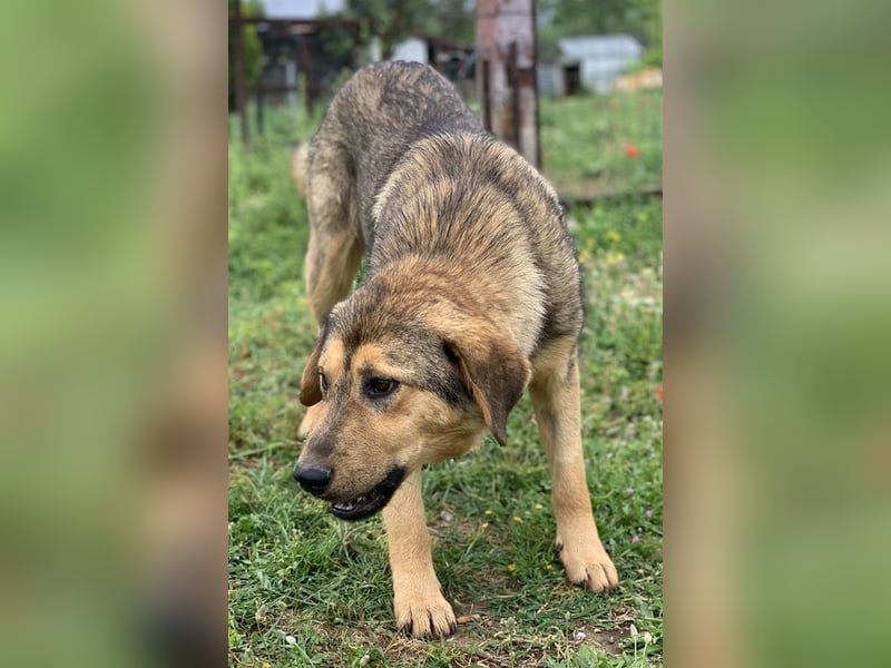 Bruno, geb. ca. 05/2020, lebt in GRIECHENLAND, auf einer privaten Pflegestelle