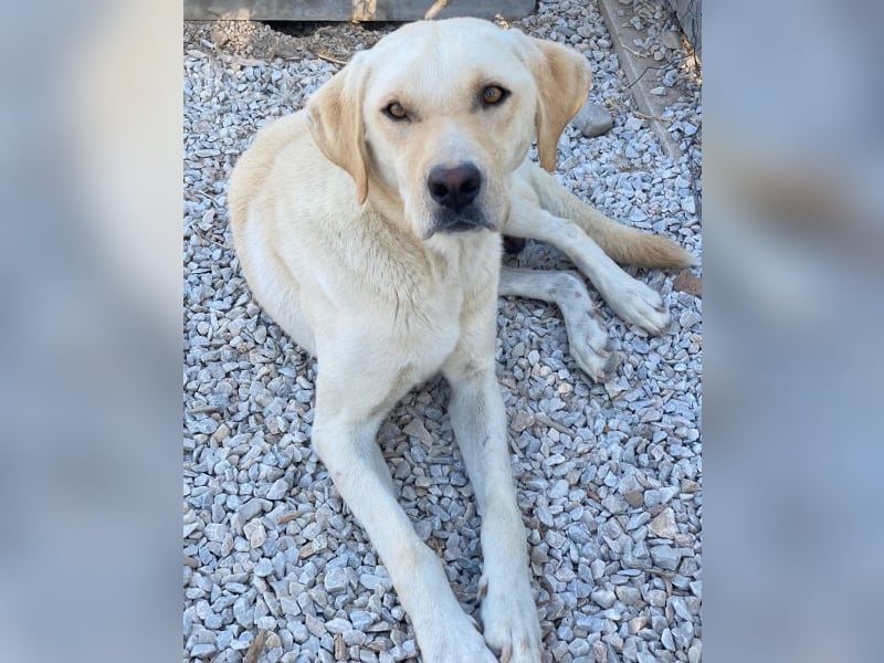 Boq, geb. ca. 07/2023, lebt in GRIECHENLAND, im städt. Tierheim Serres