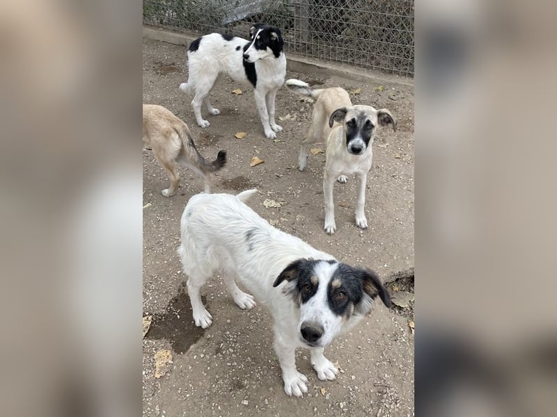 Vivia, geb. ca. 03/2023, lebt in GRIECHENLAND, im städt. Tierheim Serres