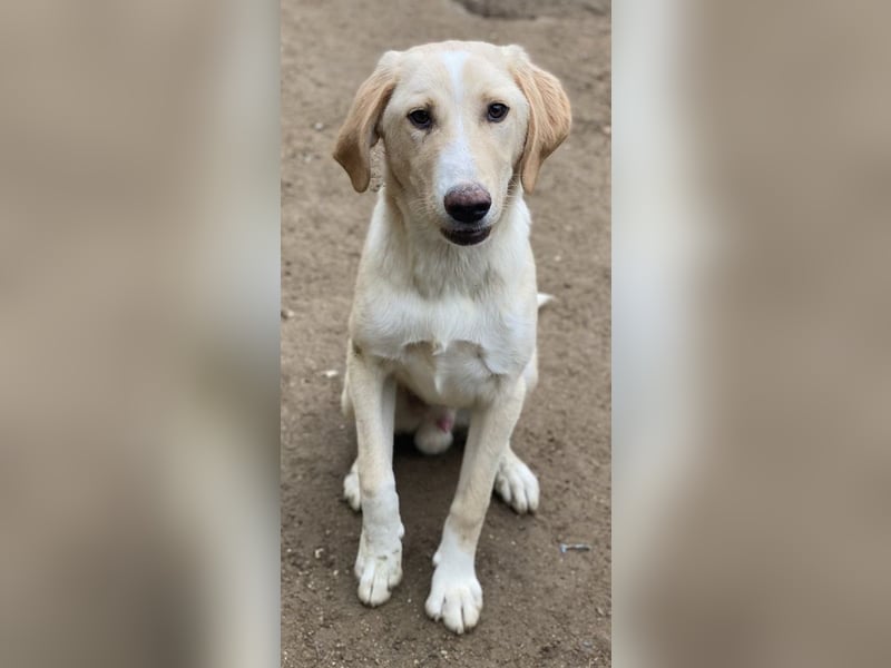 Sheldon, geb. ca. 11/2023, lebt in GRIECHENLAND, im städt. Tierheim Serres