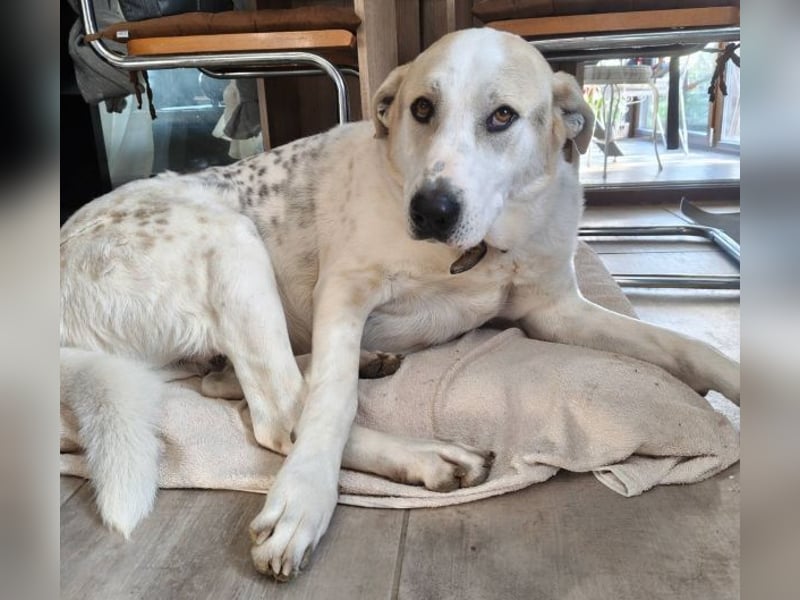 Rango, geb. ca. 01/2020, lebt in GRIECHENLAND, auf einer privaten Pflegestelle