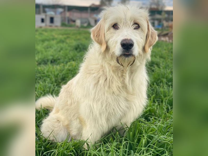 Arina, geb. ca. 10/2024, lebt in GRIECHENLAND, im städt. Tierheim Serres