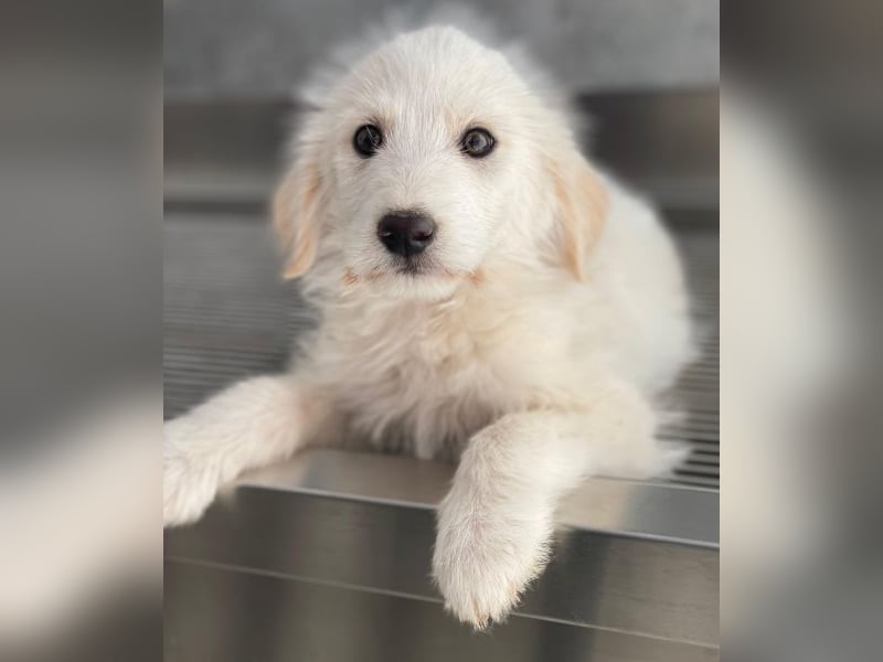 Zucker, geb. ca. 01/2026, lebt in GRIECHENLAND, auf einer privaten Pflegestelle