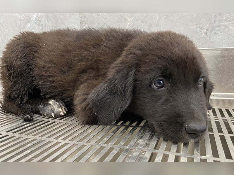 Tyrion, geb. ca. 05/2024, lebt in GRIECHENLAND, auf einer privaten Pflegestelle